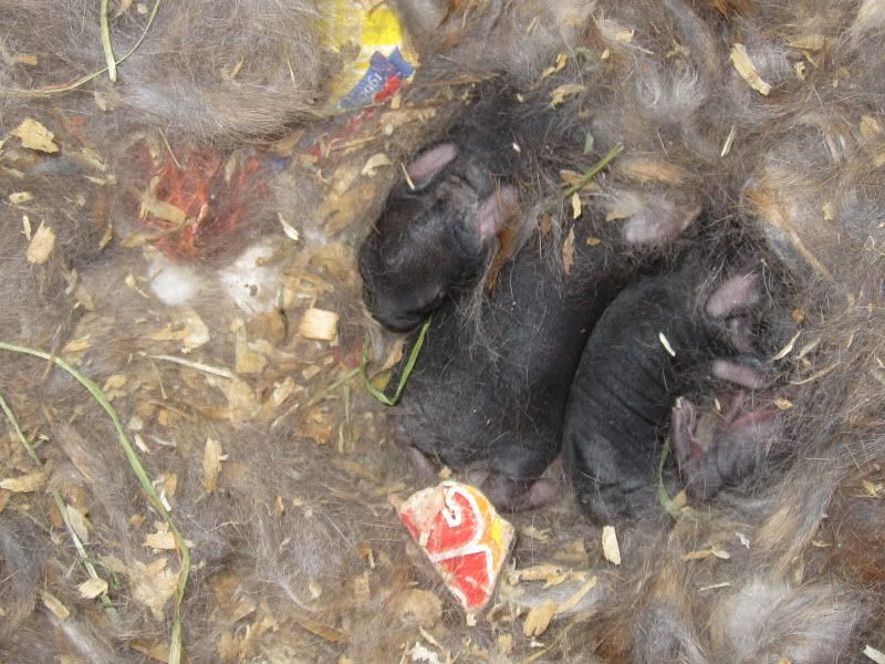 Anna Had Babies! Finally!! - Rabbits