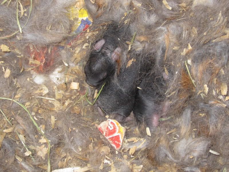 Anna Had Babies! Finally!! - Rabbits