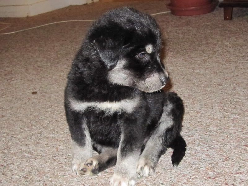 Getting a Puppy Today (Pics Soon) - Working and Companion Animals