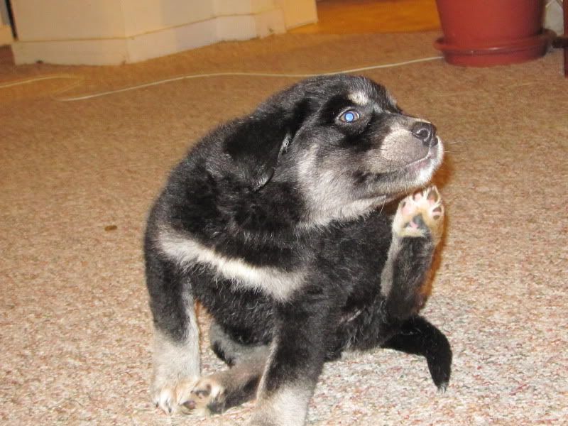 Getting a Puppy Today (Pics Soon) - Working and Companion Animals