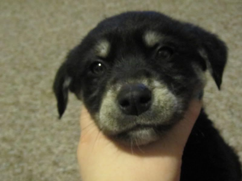 Getting a Puppy Today (Pics Soon) - Working and Companion Animals