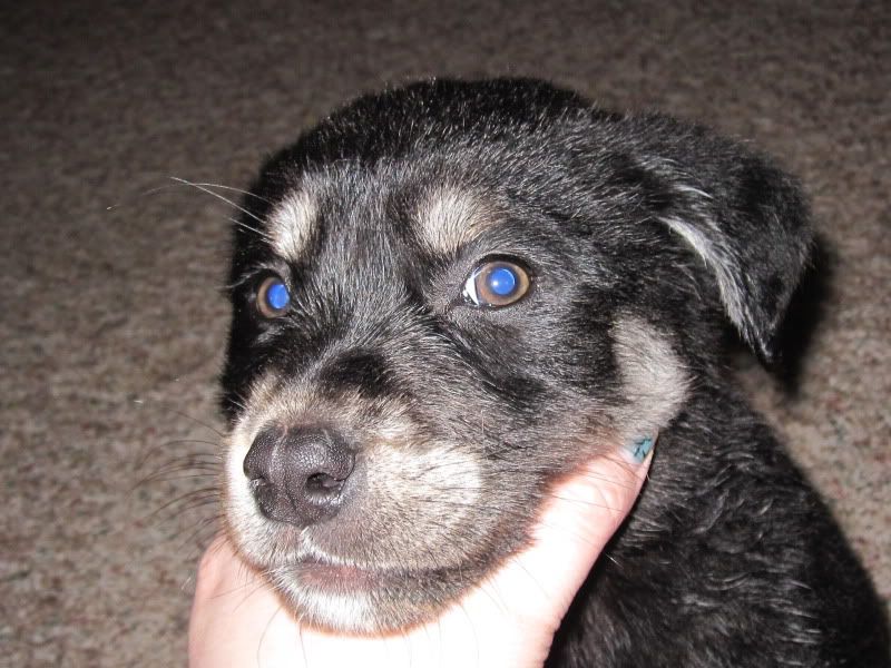 Getting a Puppy Today (Pics Soon) - Working and Companion Animals