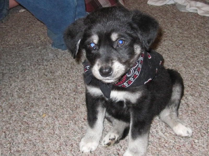 Getting a Puppy Today (Pics Soon) - Working and Companion Animals