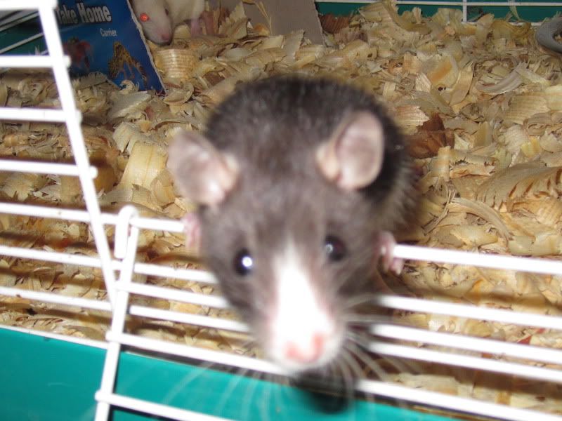 Here we go again! (pics soon!) - Working and Companion Animals