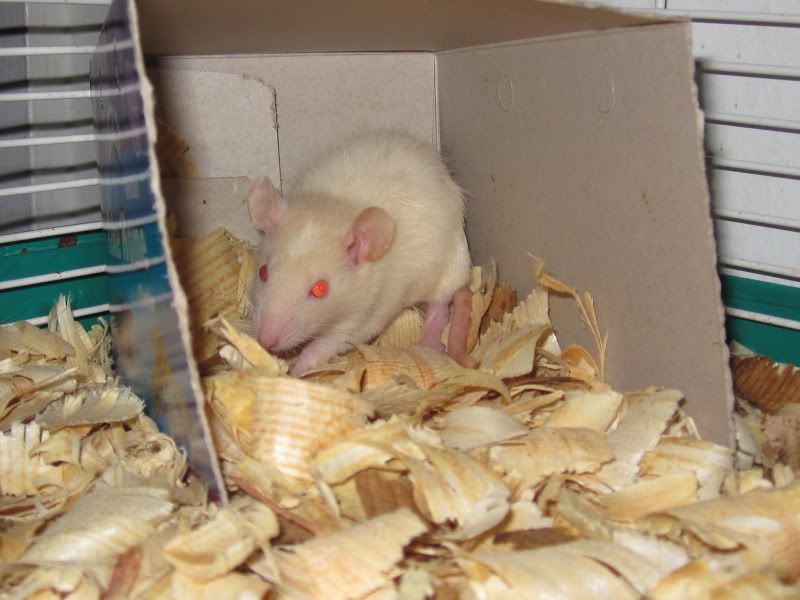 Here we go again! (pics soon!) - Working and Companion Animals