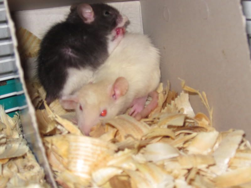 Here we go again! (pics soon!) - Working and Companion Animals