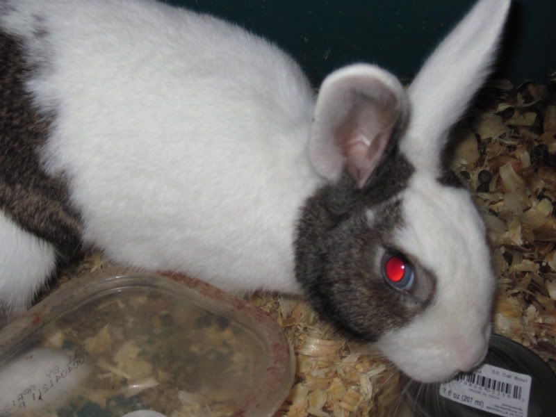 A Few Random Pics - Rabbits