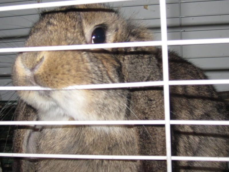 A Few Random Pics - Rabbits