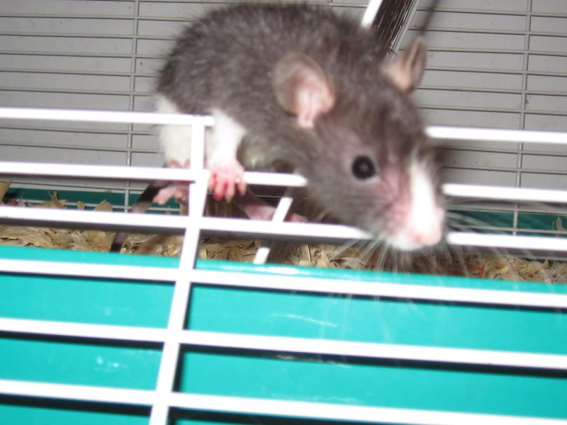 Here we go again! (pics soon!) - Working and Companion Animals