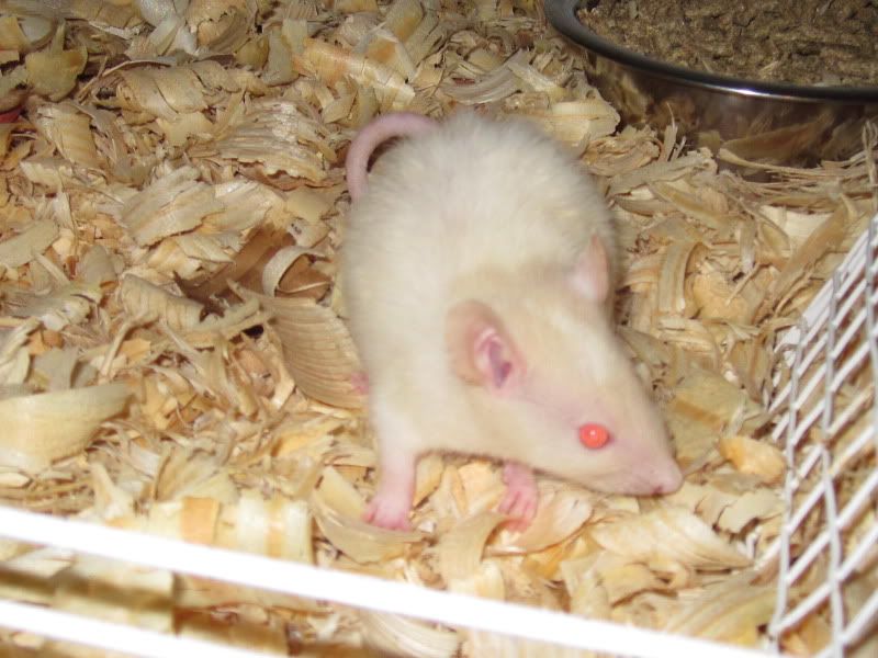 Here we go again! (pics soon!) - Working and Companion Animals