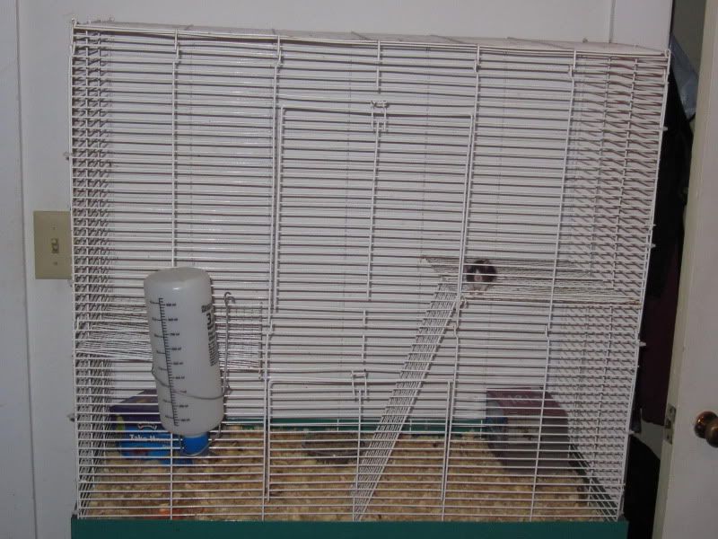 Here we go again! (pics soon!) - Working and Companion Animals