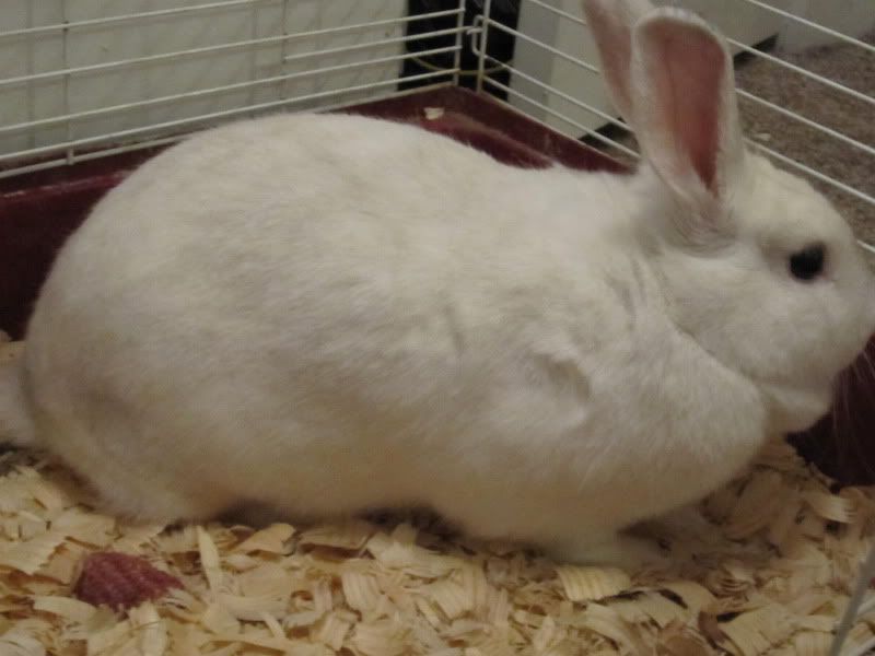 New Rabbit, What is She? (Pics!) - Rabbits