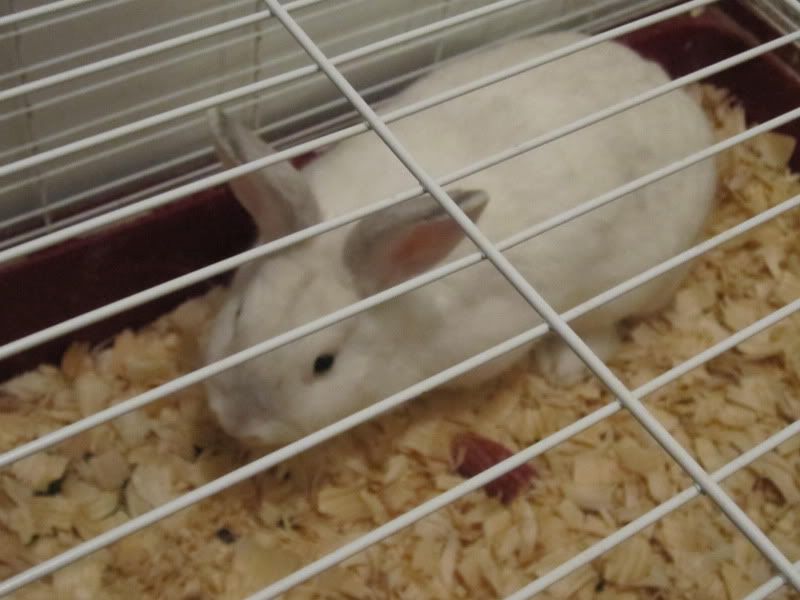 New Rabbit, What is She? (Pics!) - Rabbits