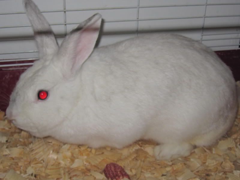 New Rabbit, What is She? (Pics!) - Rabbits