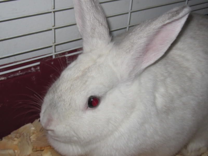 New Rabbit, What is She? (Pics!) - Rabbits