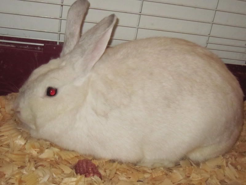 New Rabbit, What is She? (Pics!) - Rabbits