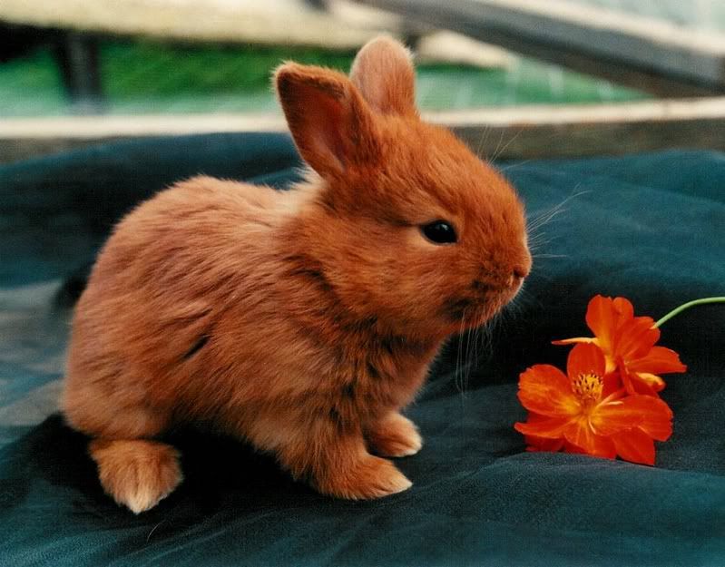 Rabbit Pictures, Images and Photos