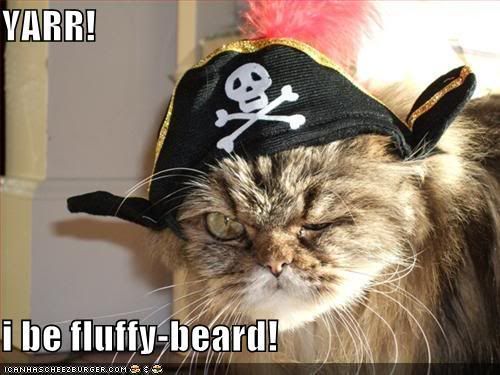 Funny Pirate Cat