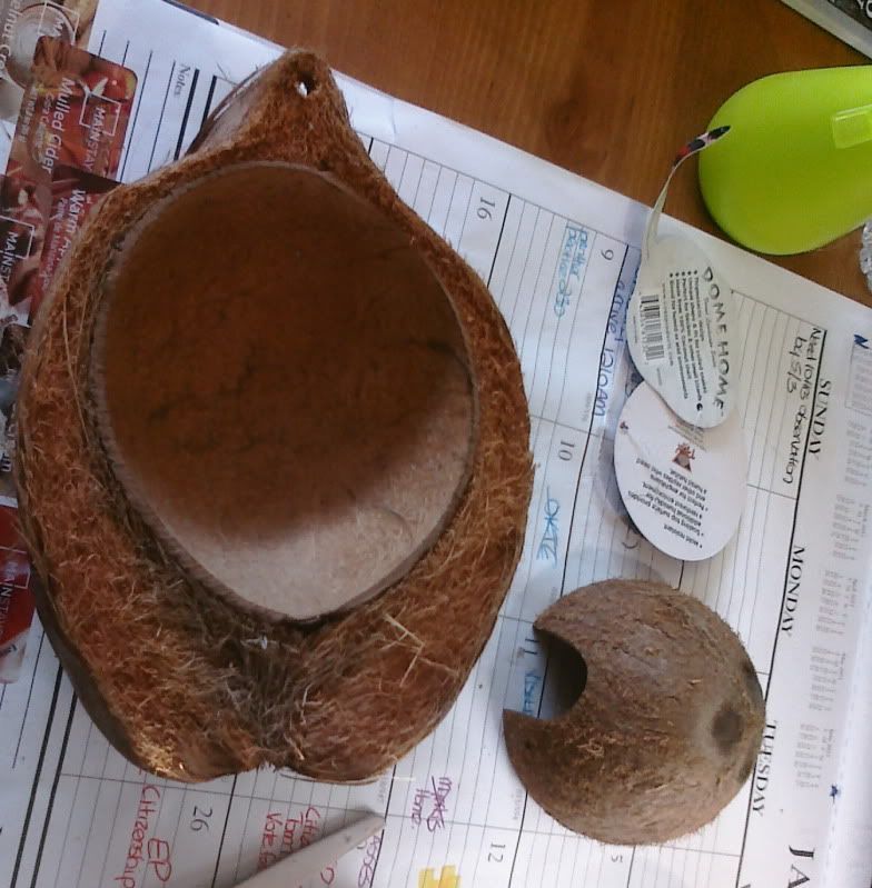 Moldy Coconut