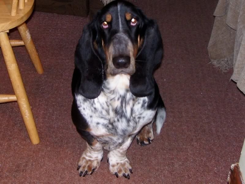 The Walrus Feet Basset Hounds Basset Hound Dog Forums
