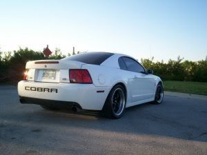 White Svt Cobra