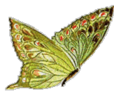 thbutterfly.gif