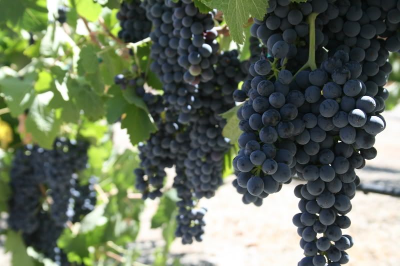 IMAGE: http://i124.photobucket.com/albums/p38/Almostapsp/8-21-2007-44.jpg