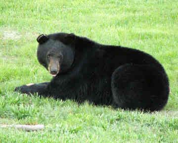 black-bear-0006.jpg
