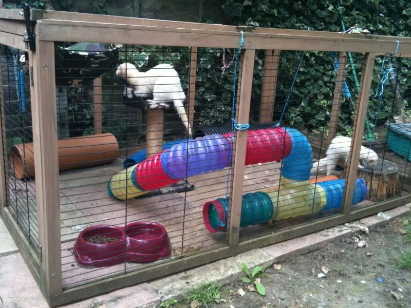 Went to ferret rescue tonight!