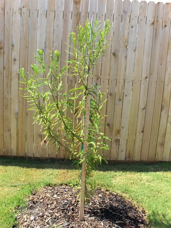 NM Montezuma Cypress_with yardstick