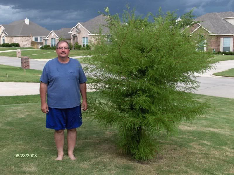 Montezuma Cypress