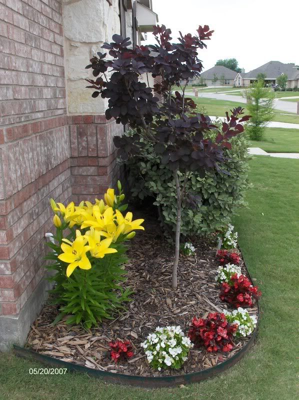 Lilies blooming - May 20, 2007