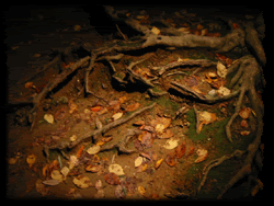 The Roots of Reiki - Mt. Kurama, Kyoto, Japan
