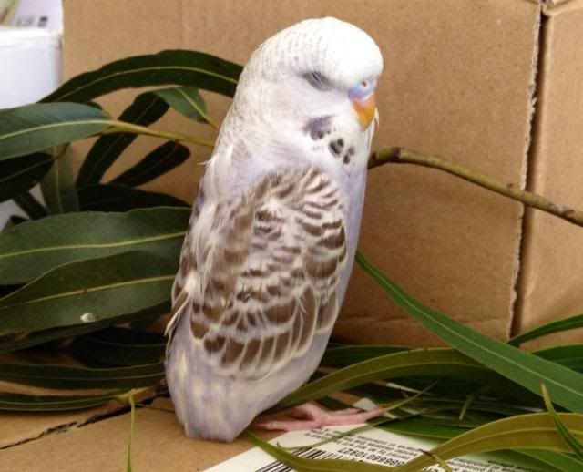 Sex And Possible Age What Sex Is My Budgie Budgie Community Forums