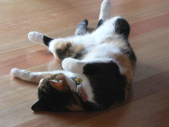 CamerapixJan2008052.jpg