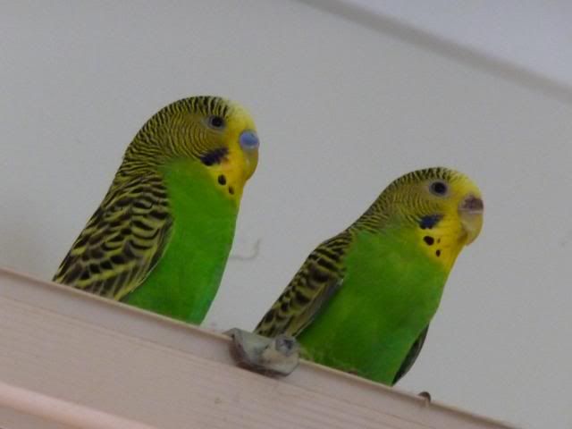 P1000813.jpg