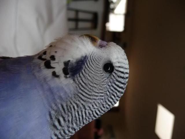P1000821.jpg