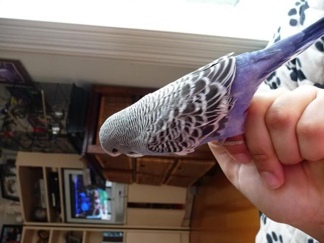 P1000831.jpg