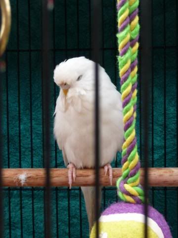 budgies004.jpg