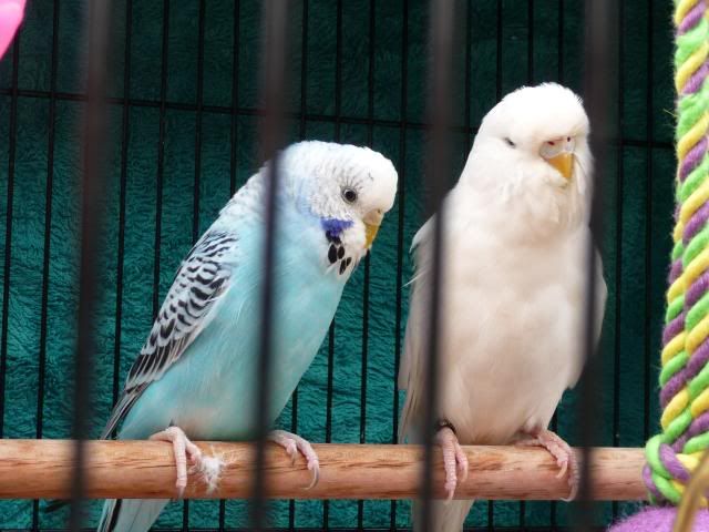 budgies009.jpg