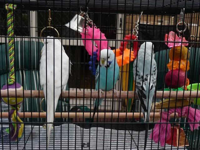 budgies013.jpg