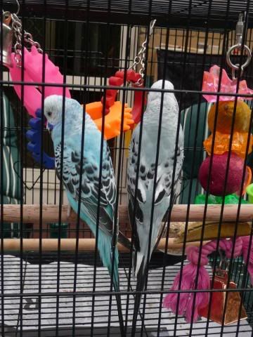 budgies014.jpg