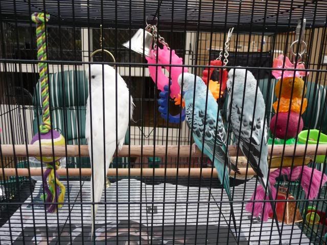 budgies016.jpg