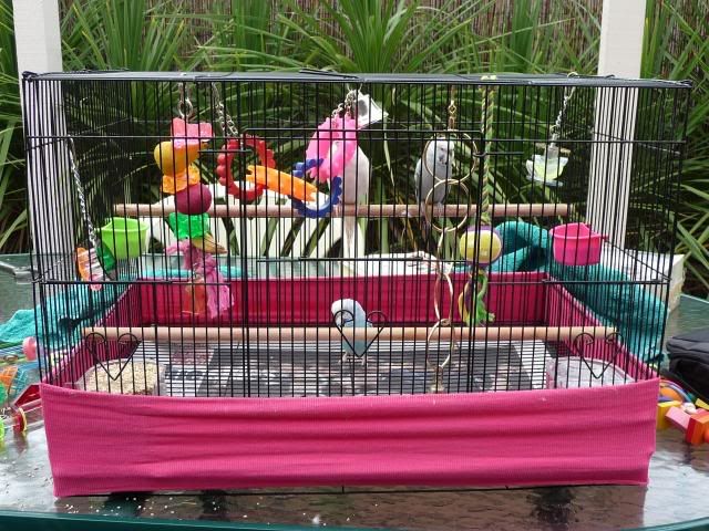 budgies018.jpg