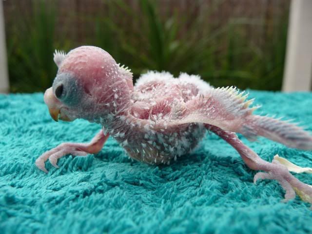 budgies020.jpg