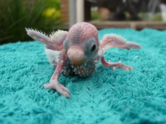 budgies021.jpg