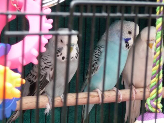 budgies022.jpg