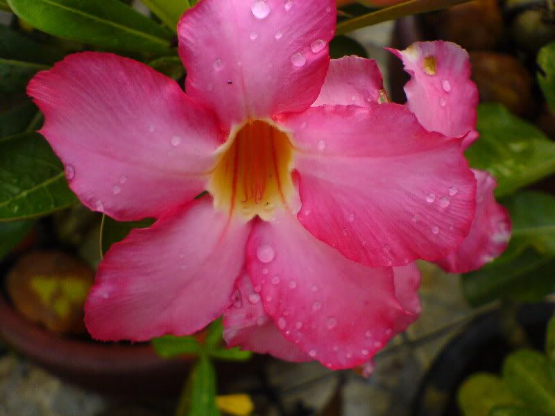 topic về những hình ảnh chụp bằng điện thoại di động - 2