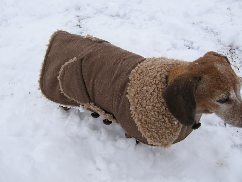 photoshootSnow044.jpg Dog  Coat   CUTE image by PhantomMaiden
