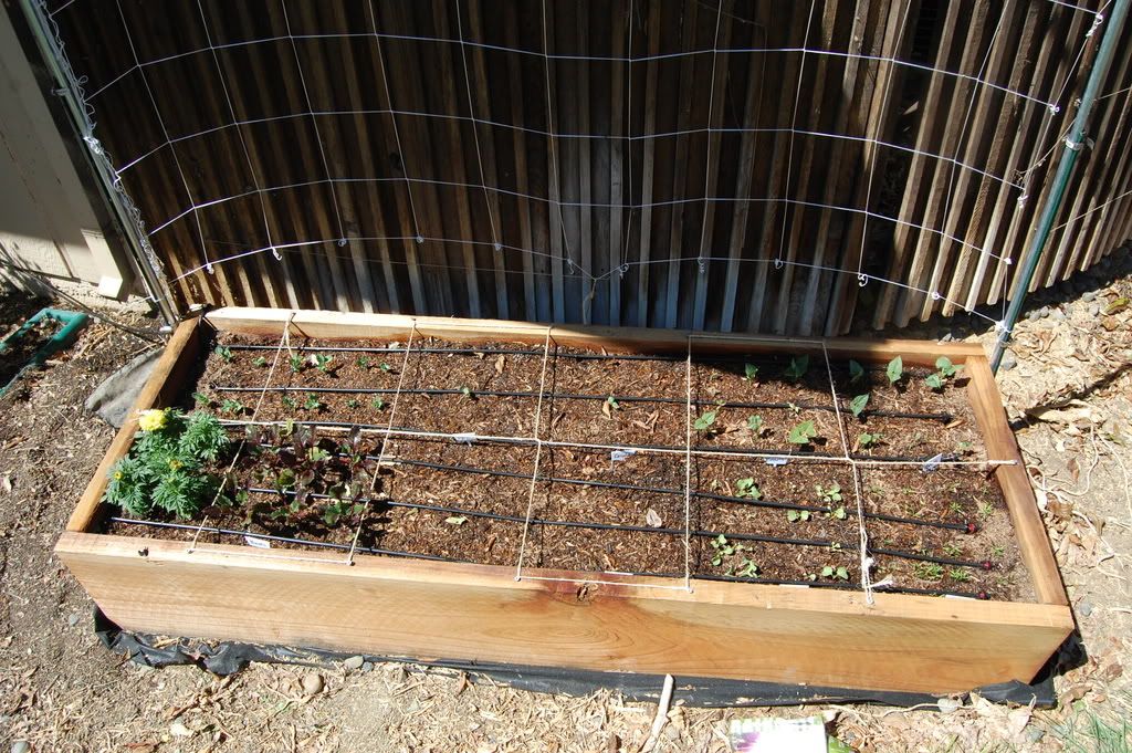 Drip and laser drilled 1/4' tubing irrigation setup